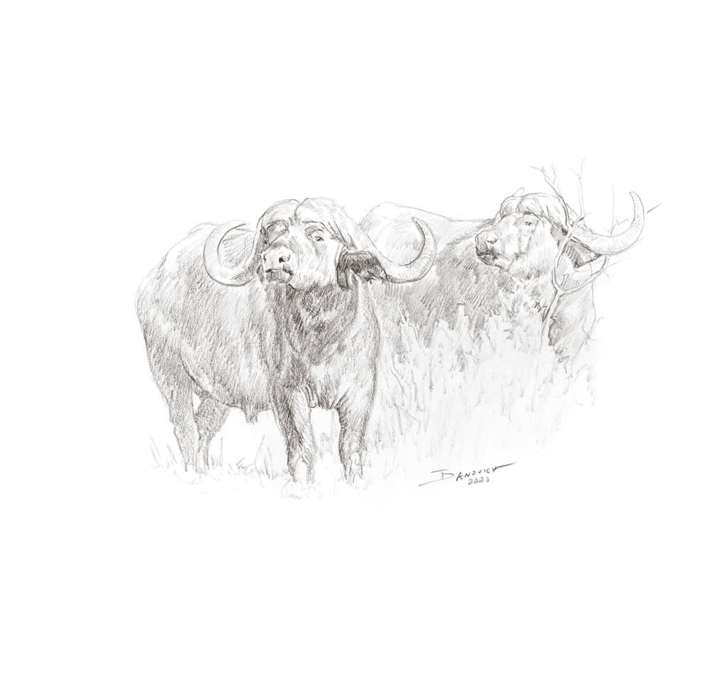 John Banovich, Cape buffalo, 2020