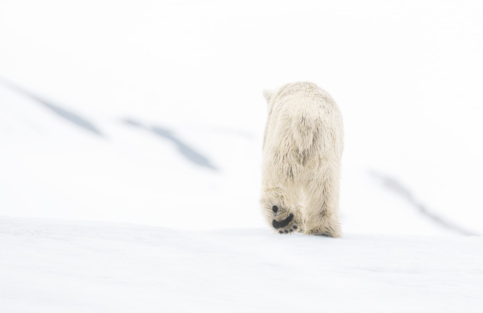 David Yarrow, 78 Degrees North (color)