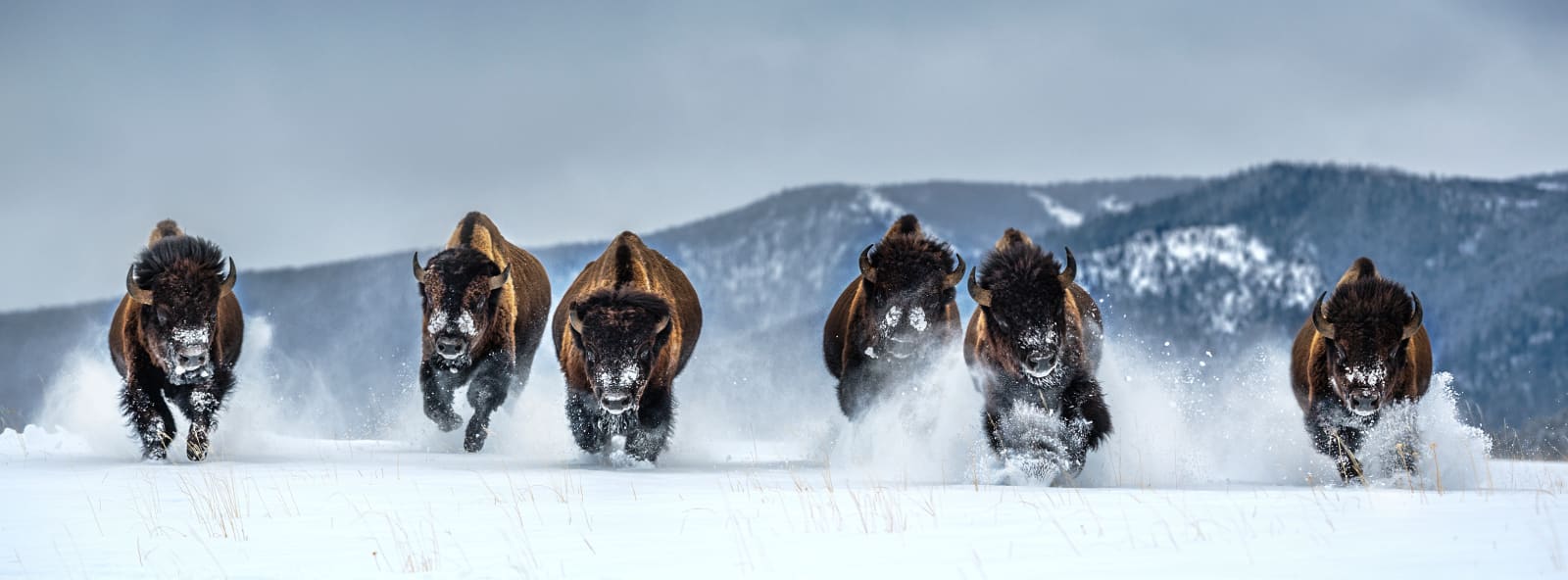David Yarrow, The Bills (Color)