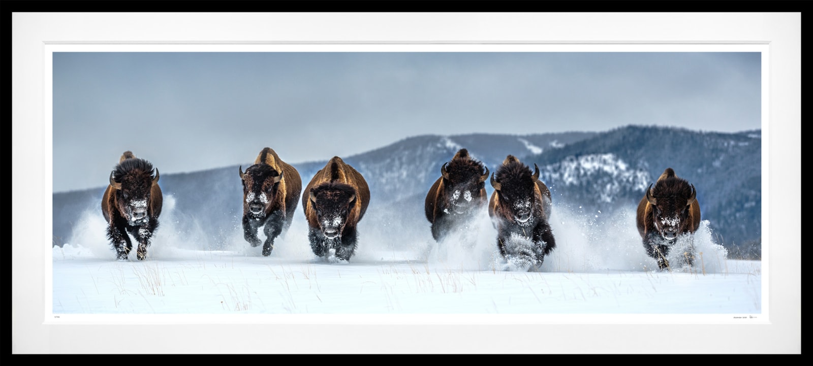 David Yarrow, The Bills