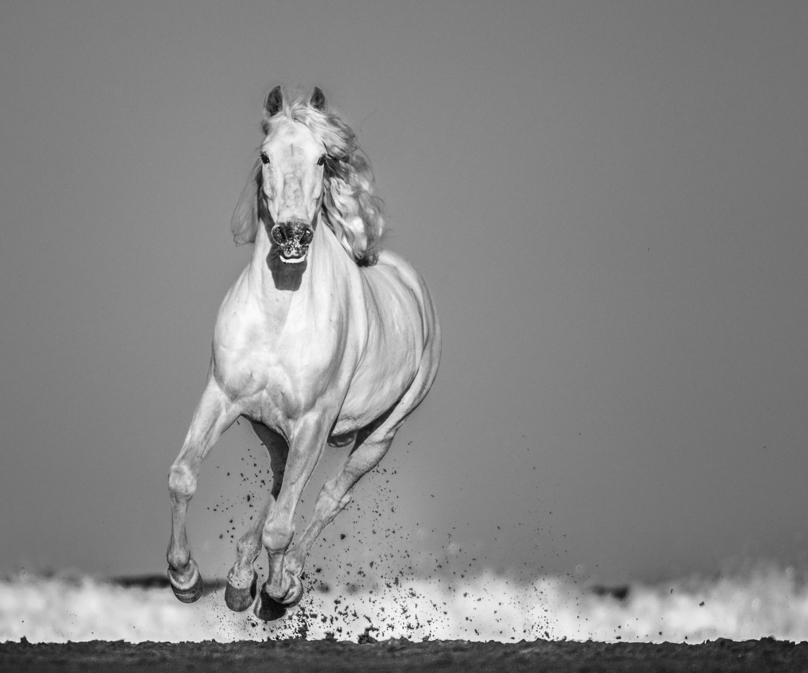 David Yarrow, Pegasus