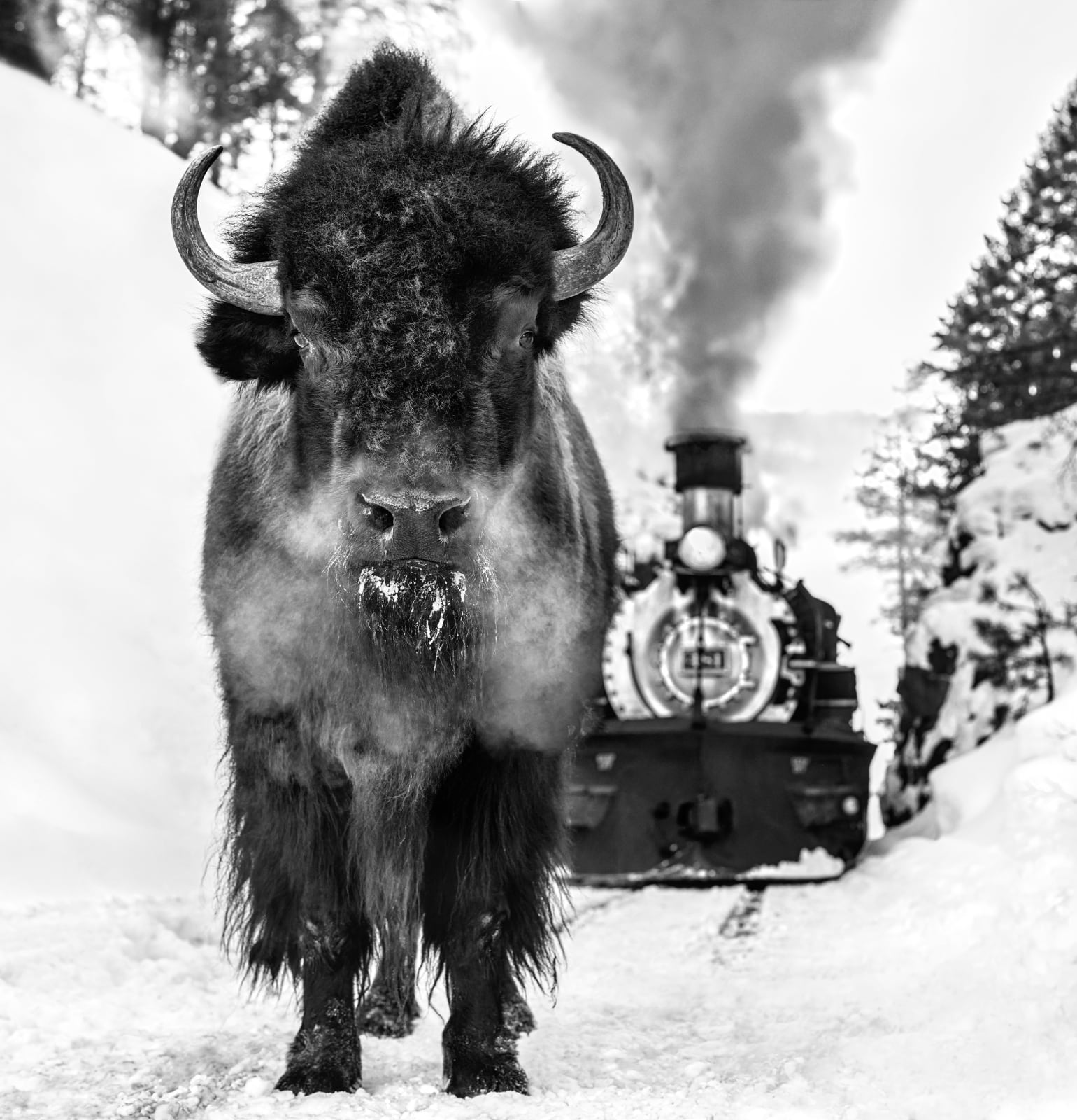 David Yarrow, I Walk the Line