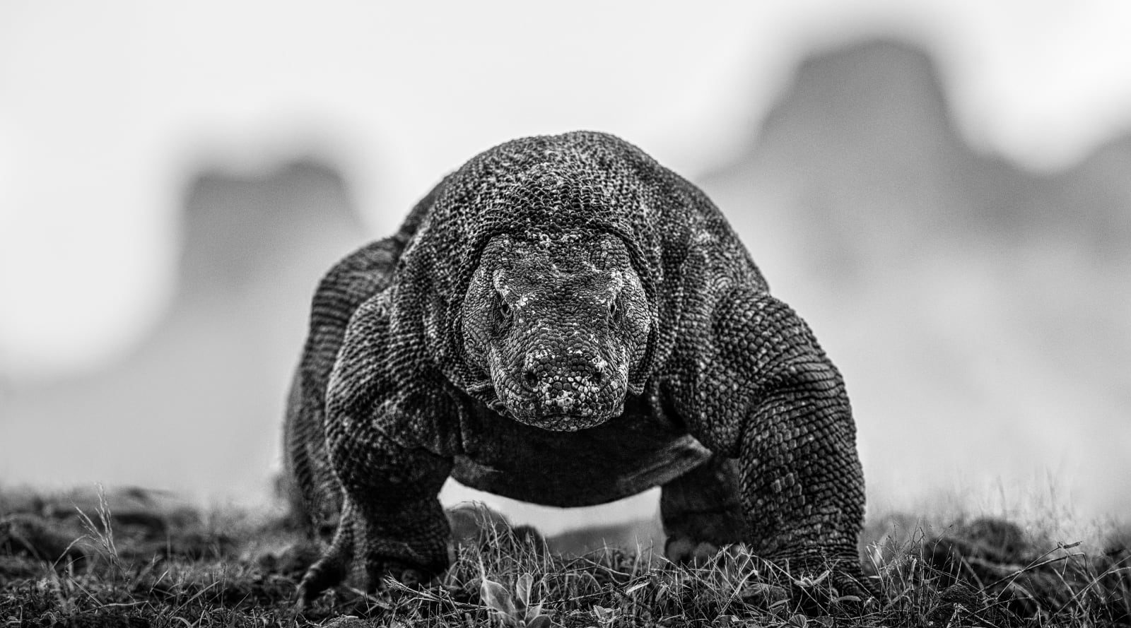 David Yarrow, The Dragon's Den