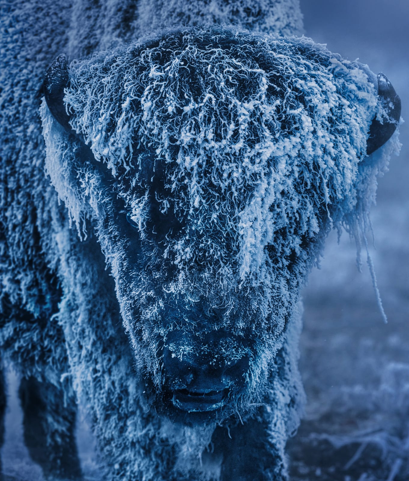 David Yarrow, 25 Degrees Below