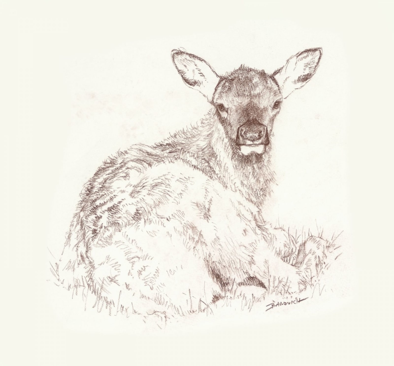 John Banovich, Young Elk