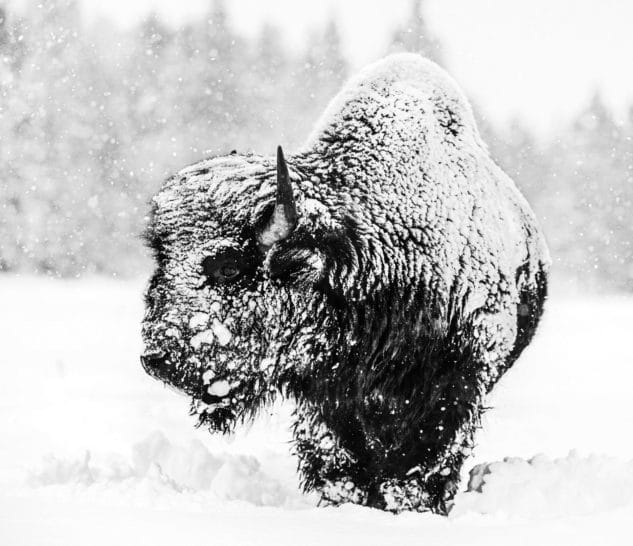 David Yarrow, Local Hero