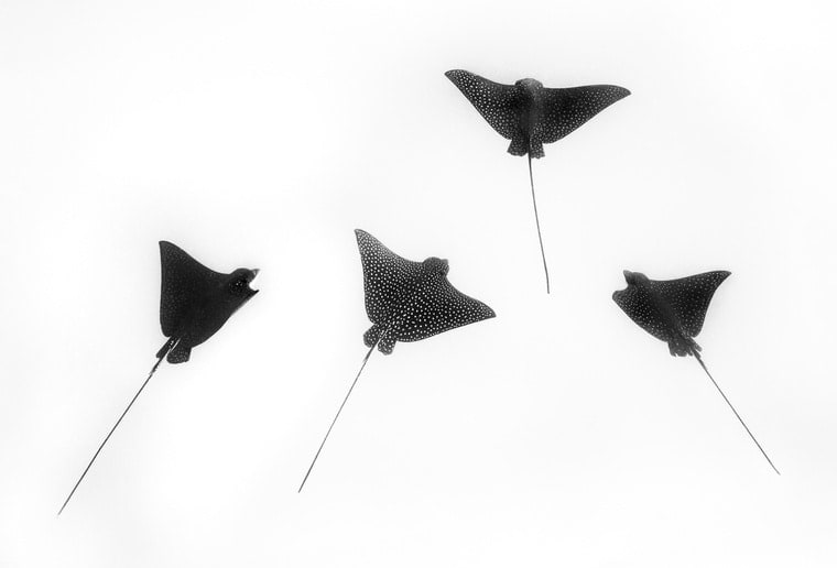 Cristina Mittermeier, Ocean Dance , 2019
