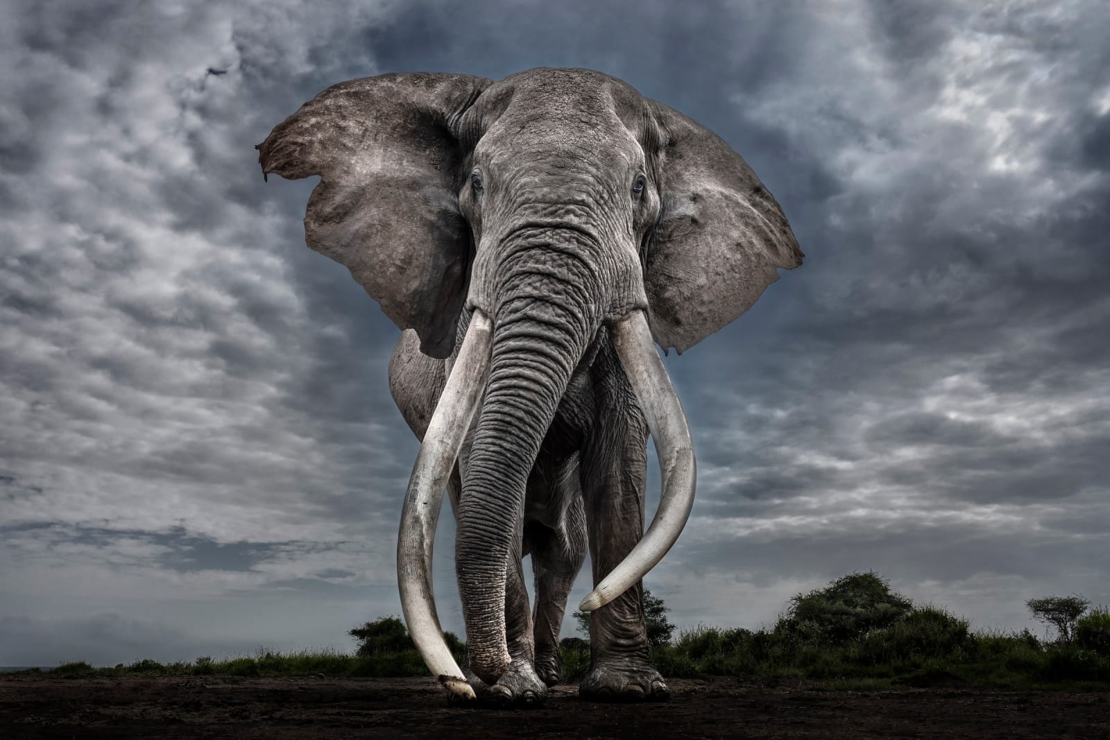 Paul Nicklen, Legend, 2025