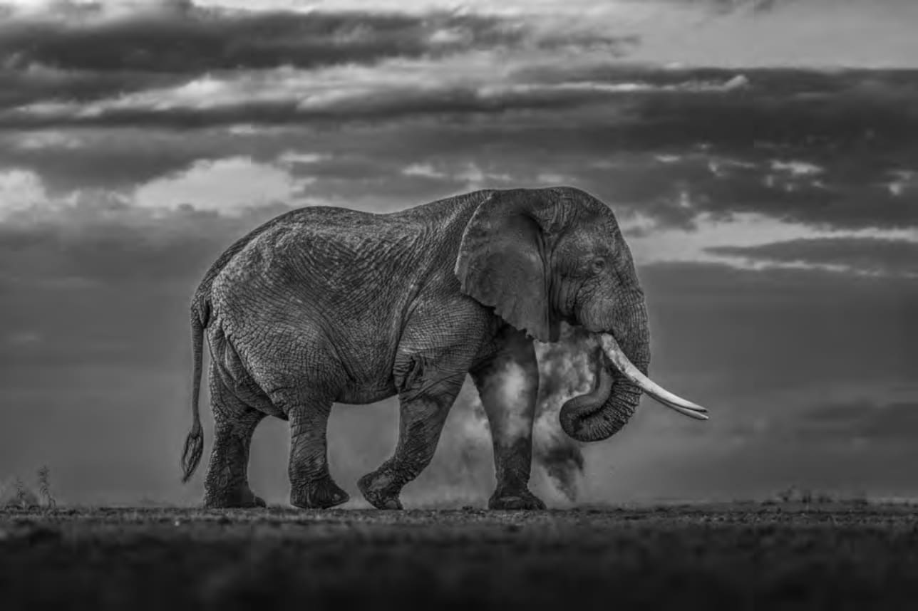 Paul Nicklen, Earth Echoes, 2025