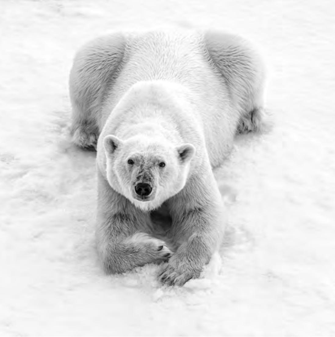 Cristina Mittermeier, Polar Master , 2017