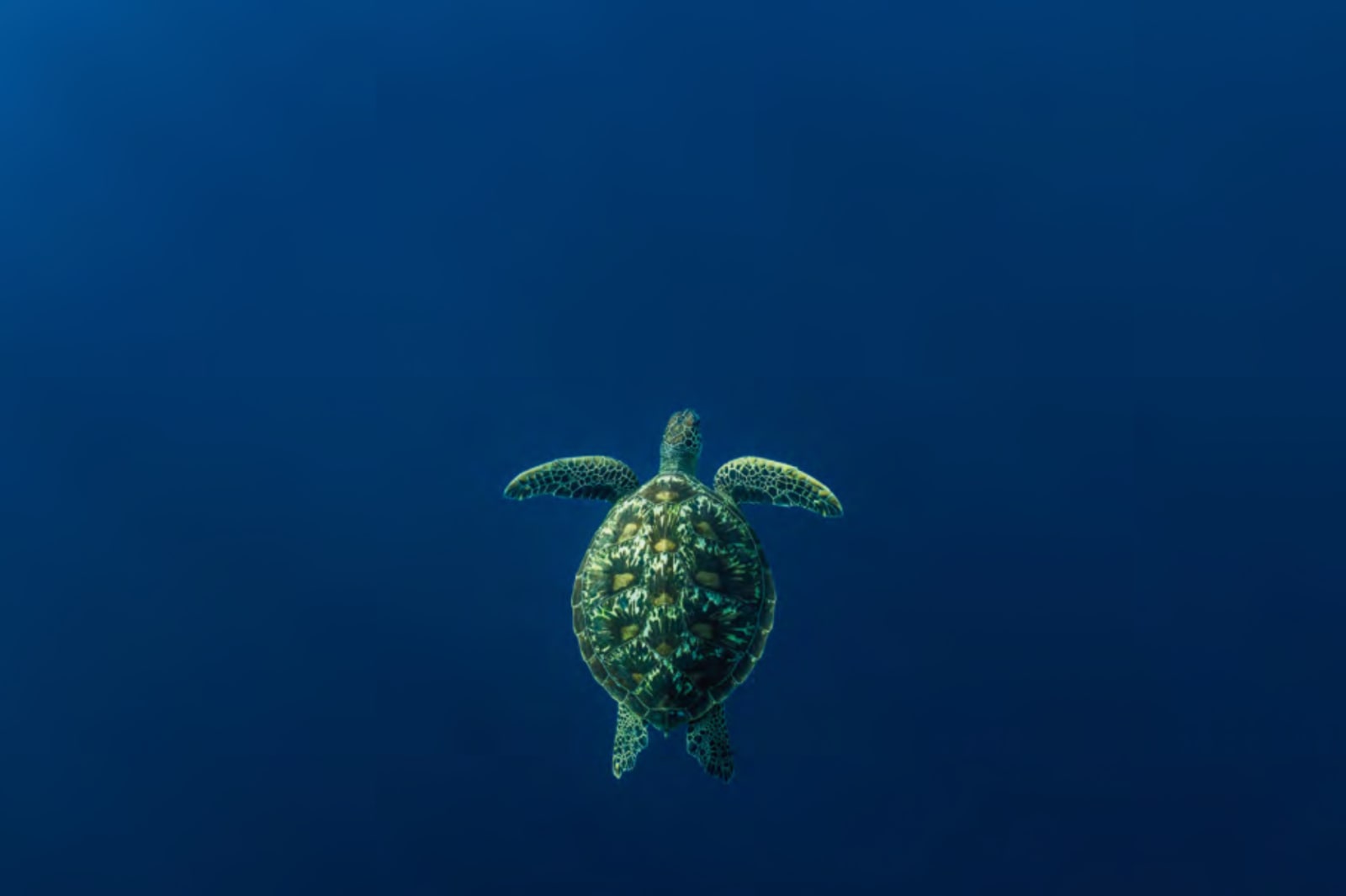 Cristina Mittermeier, Green Turtle , 2023