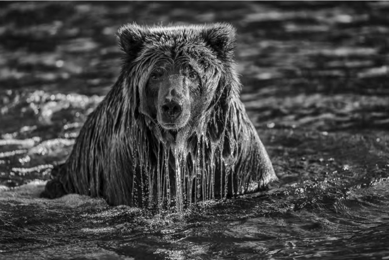Paul Nicklen, Majesty Surfacing , 2012