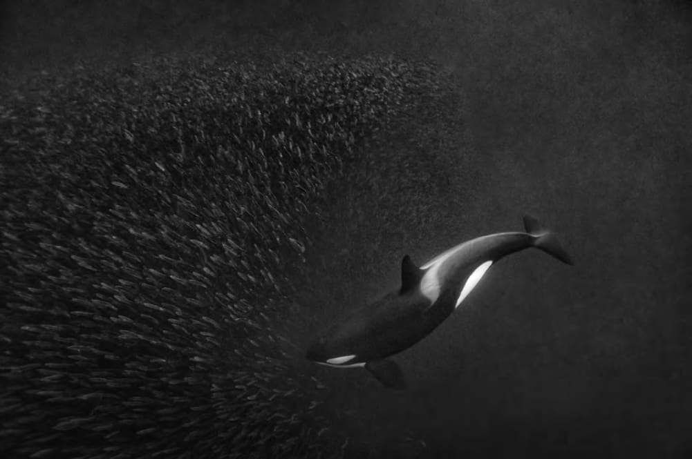 Paul Nicklen, Orca Bullet , 2014