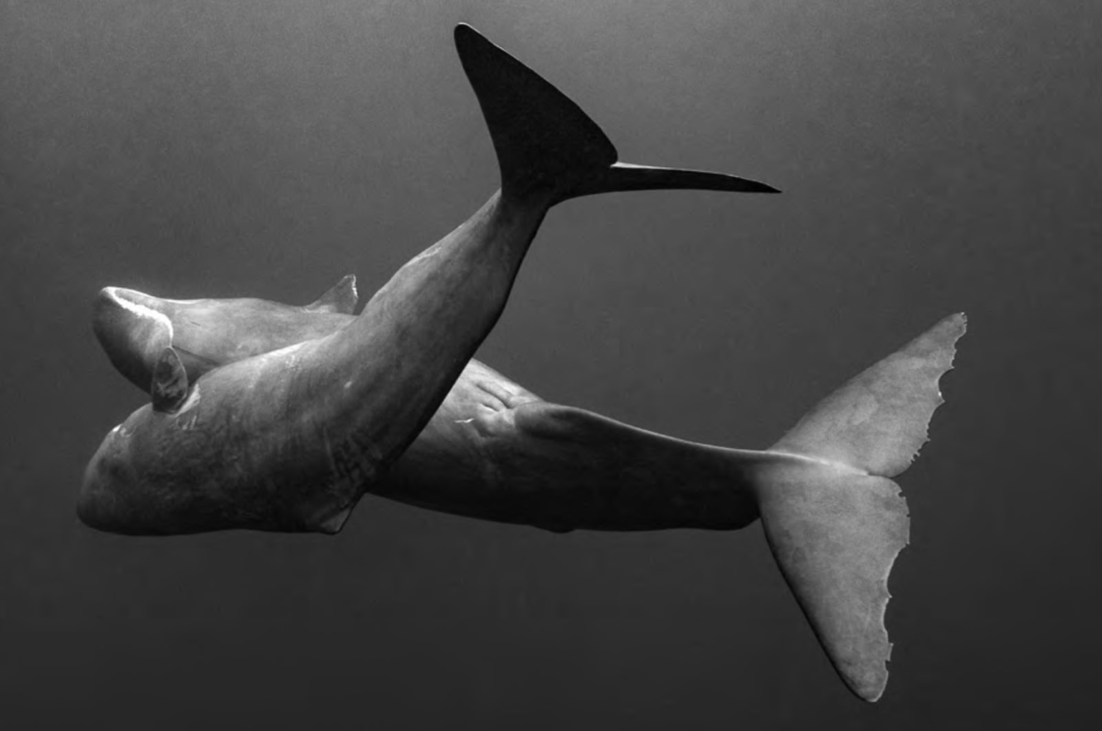 Cristina Mittermeier, Unbreakable Bond, 2019