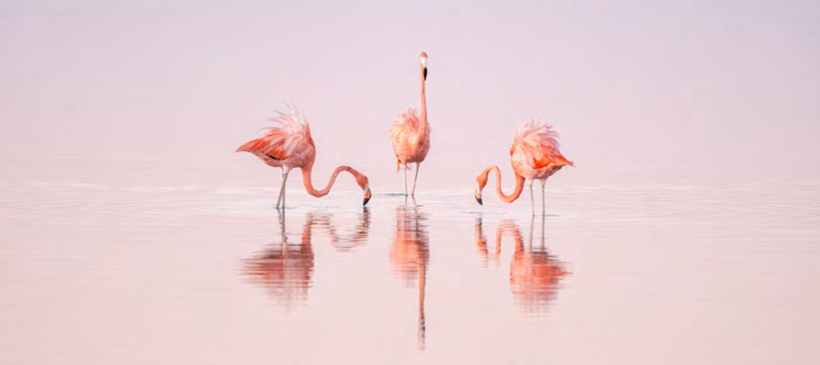 Cristina Mittermeier, Pink Dancers , 2021