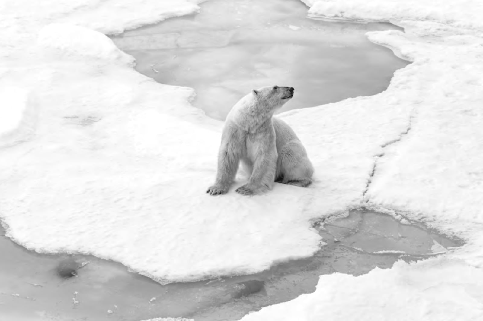 Cristina Mittermeier, Strike a Pose , 2017