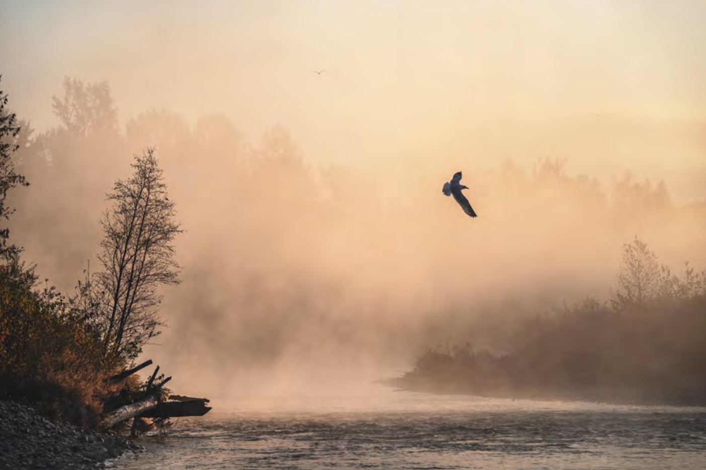 Cristina Mittermeier, Flight at Dawn , 2018
