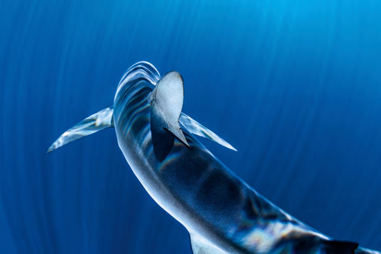 Paul Nicklen, Prism and Blues , 2014
