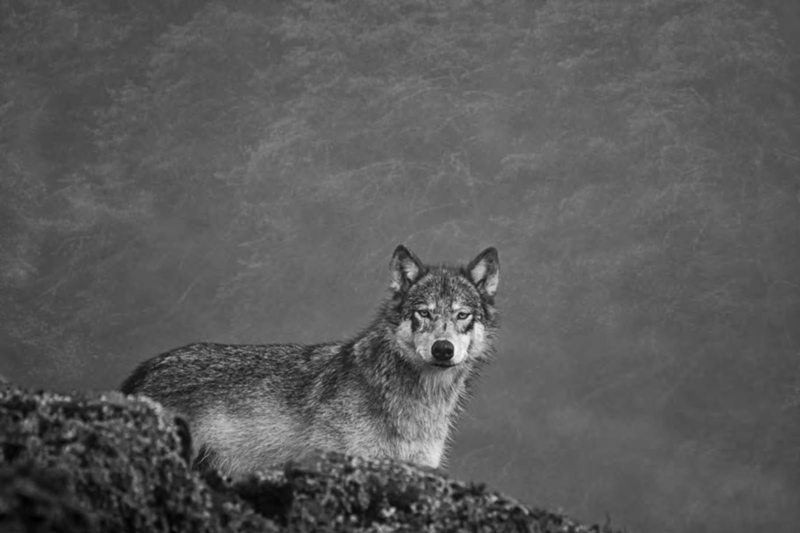 Cristina Mittermeier, She Wolf , 2014