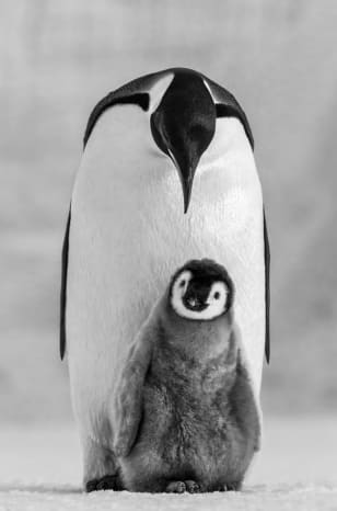 Paul Nicklen, Commitment