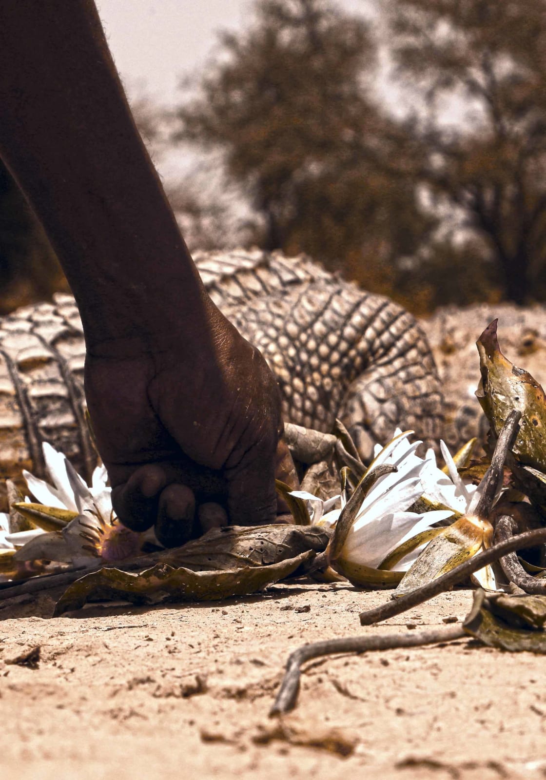Nyaba Léon Ouedraogo, Série "Crocodiles" - Le sacré : l'humain, le crocodile et le végétal, 2025