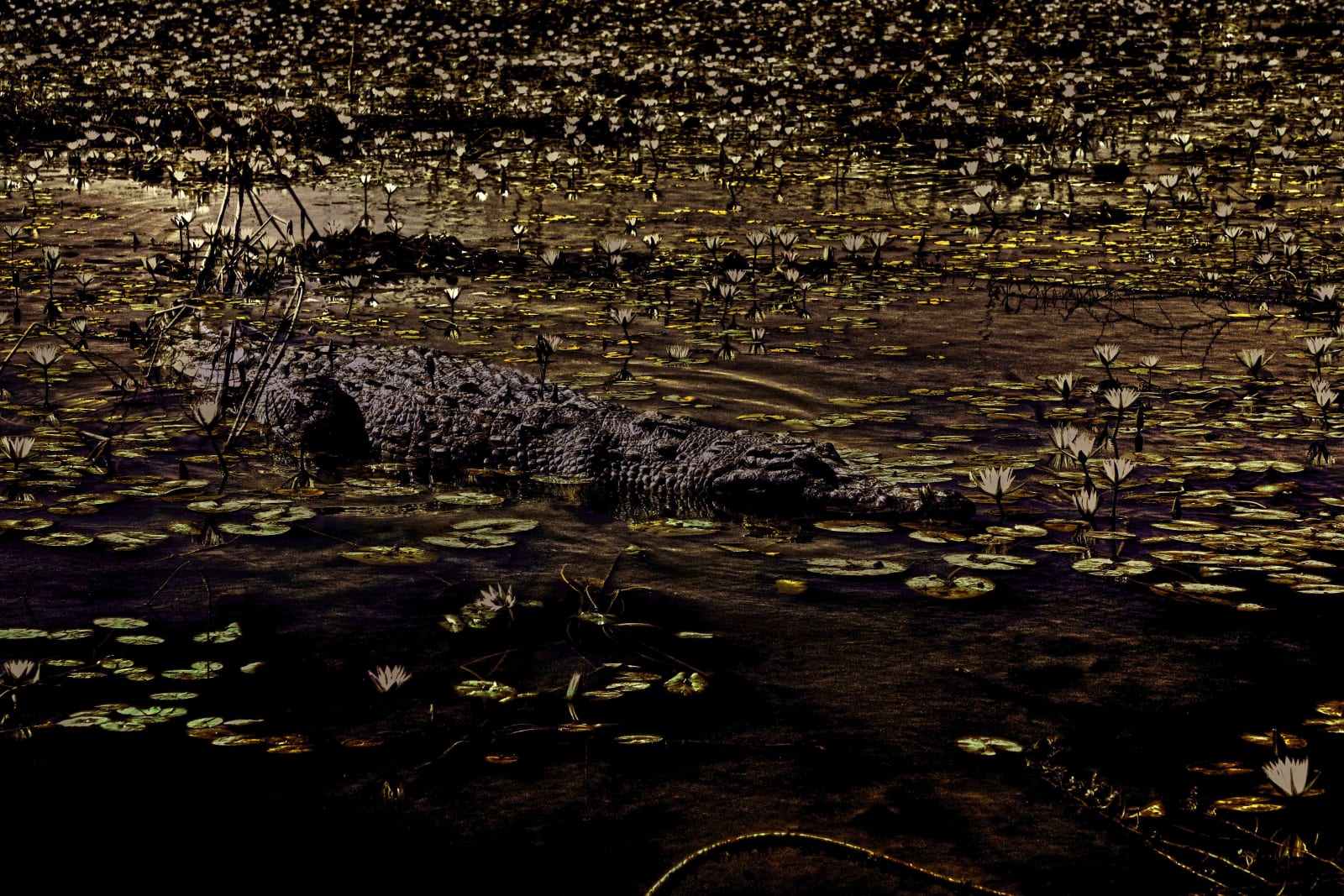 Nyaba Léon Ouedraogo, Série "Crocodiles" - La spiritualité, la surréalité et le sacré, 2025