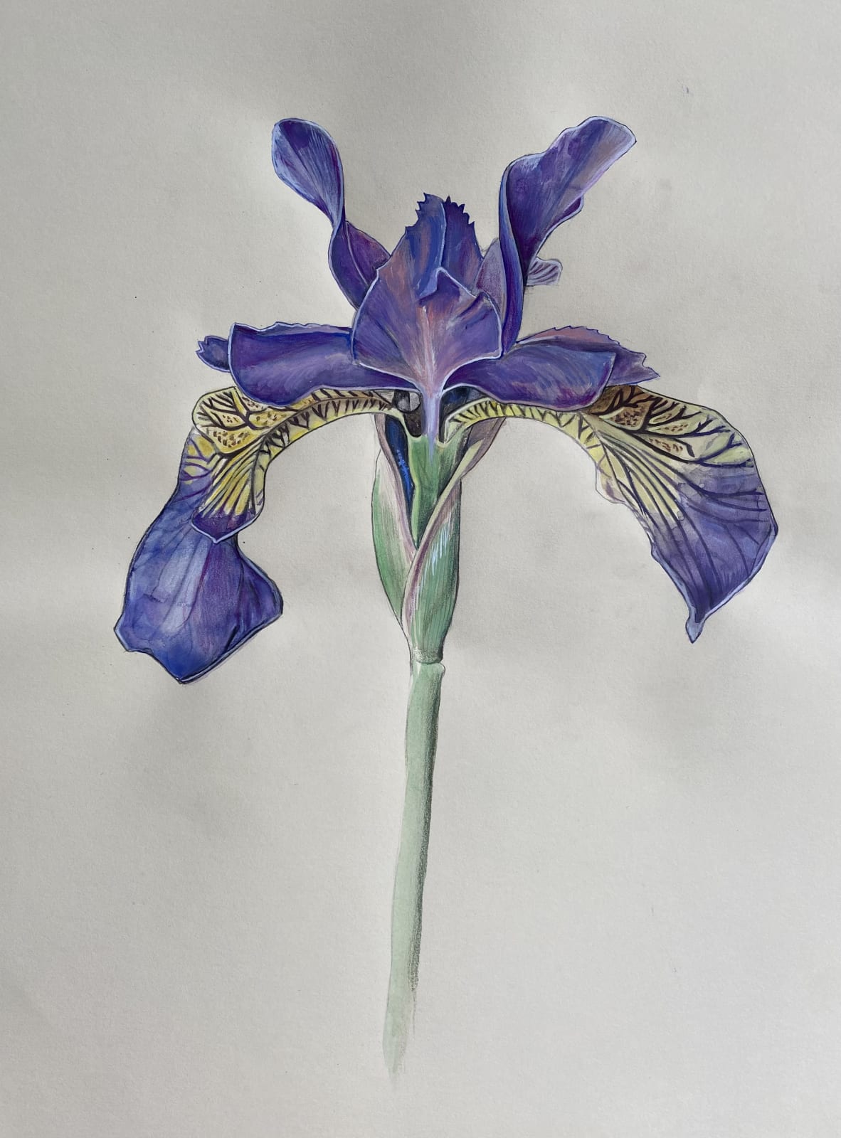 Amelia Power, Siberian Iris, 2021