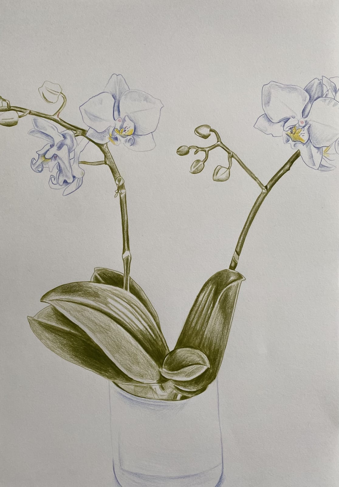 Amelia Power, White Orchid, 2021