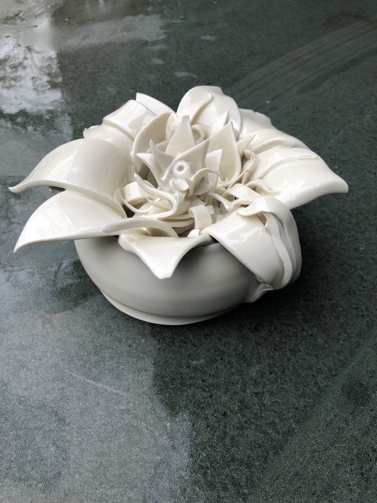Kate Braine, Plant in Pot, 2020