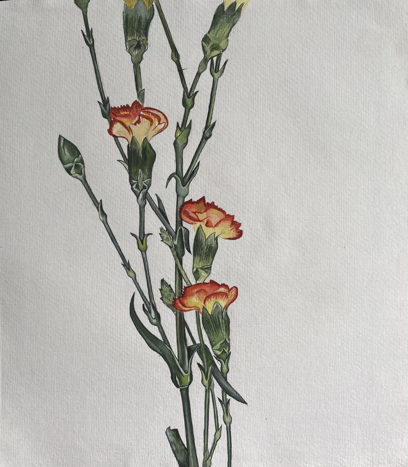 Amelia Power, Carnation, 2021