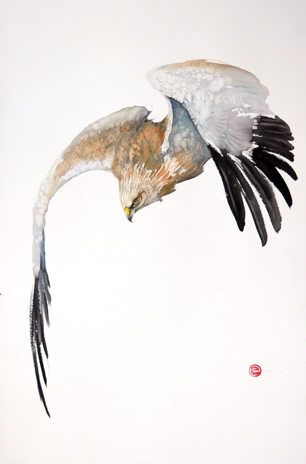 Karl Martens, Northern Harrier Flying (Framed)