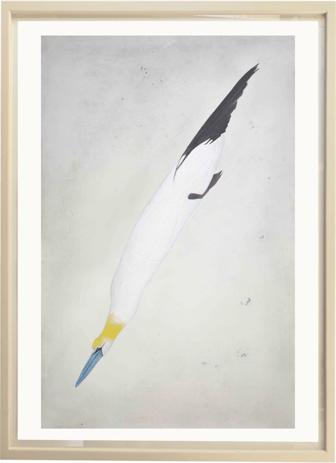 Kate Boxer, Gannet (Unframed)