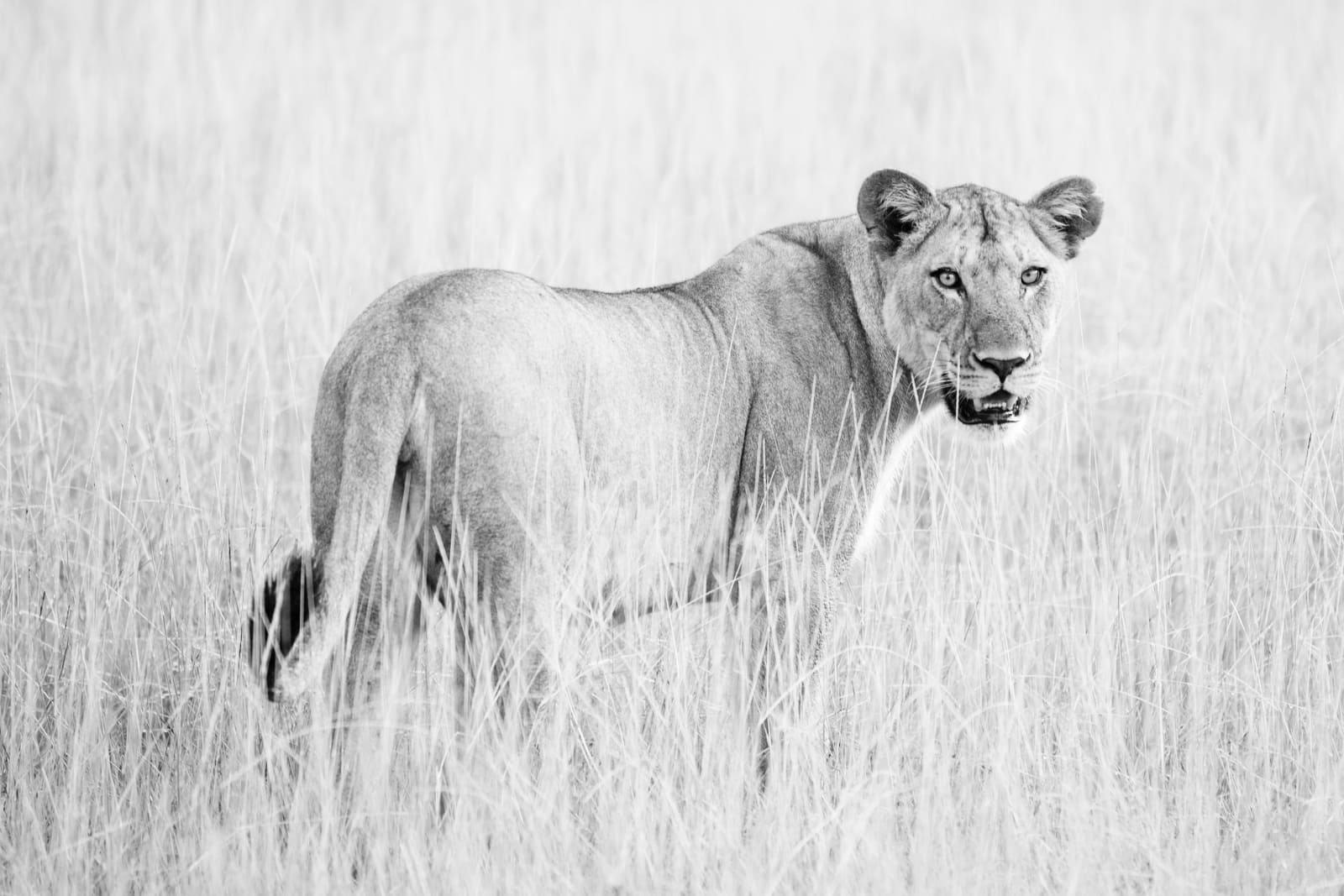 Charlie Dailey, Wild Soul