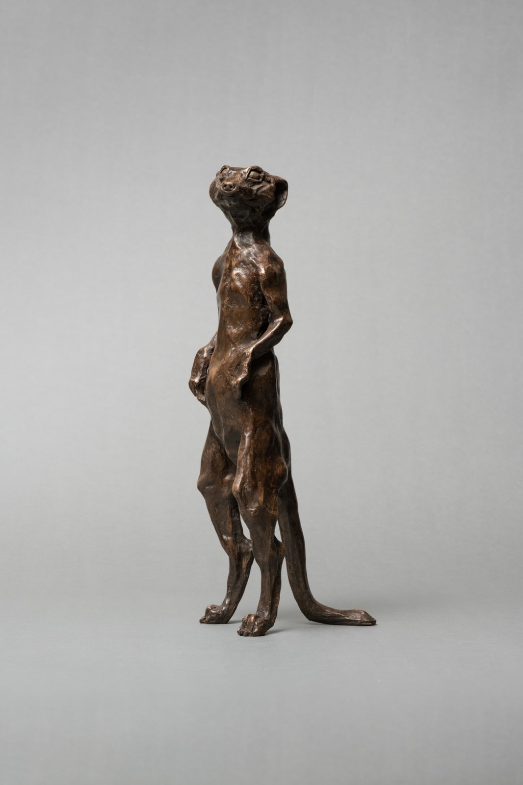 Julia Cassels, Mr Meerkat