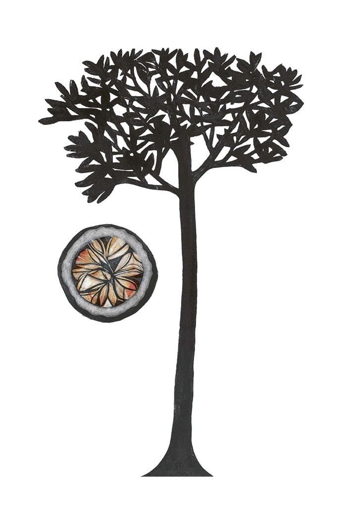 Beatrice Forshall, Brazil Nut Tree (unframed)