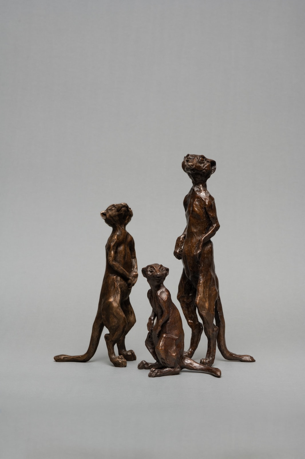 Julia Cassels, Mr Meerkat