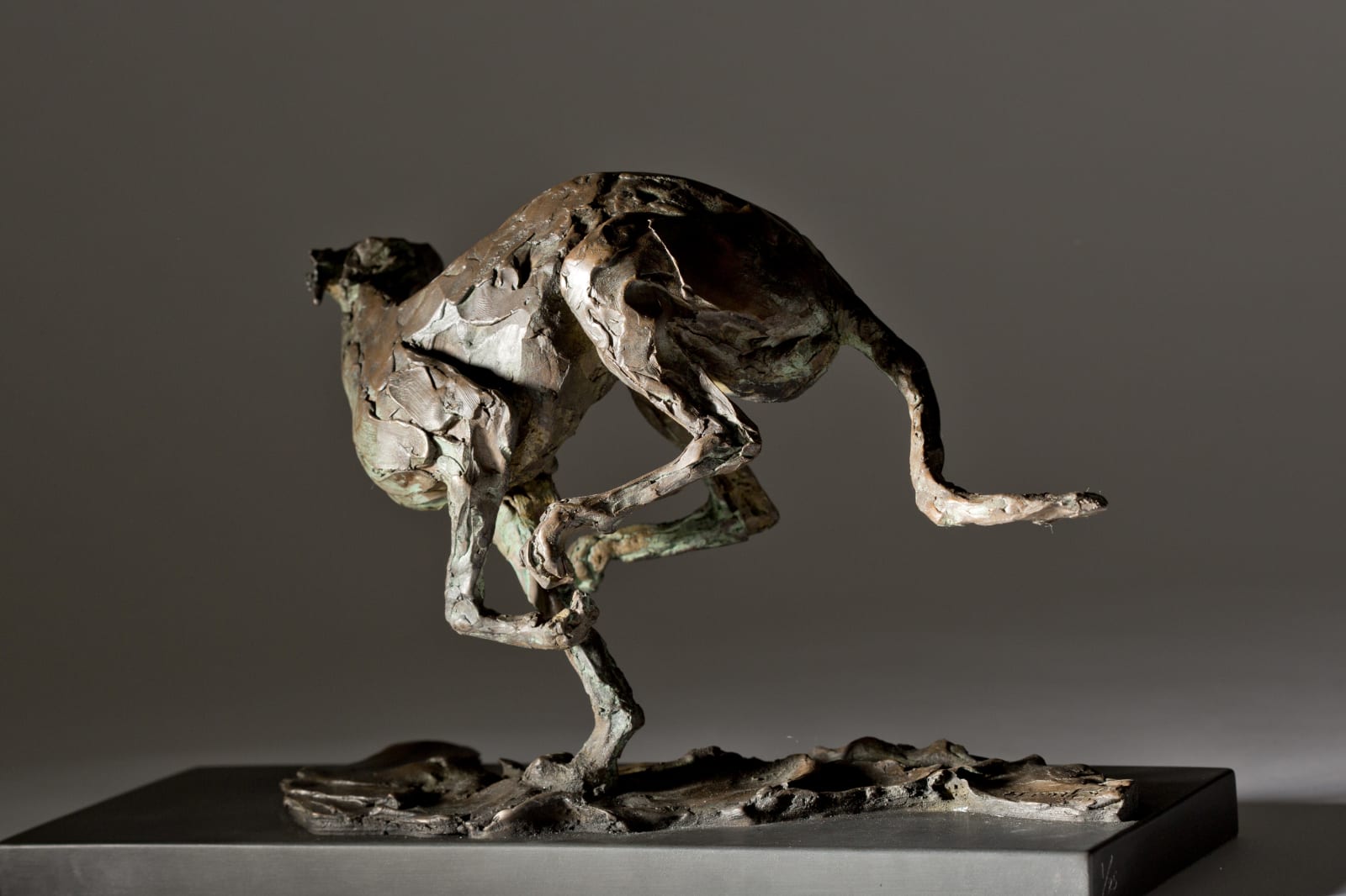 Jane Shaw, Speed - Racing Greyhound