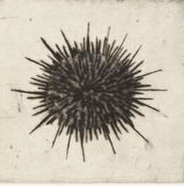 Kate Boxer, Sea Urchin (Unframed)
