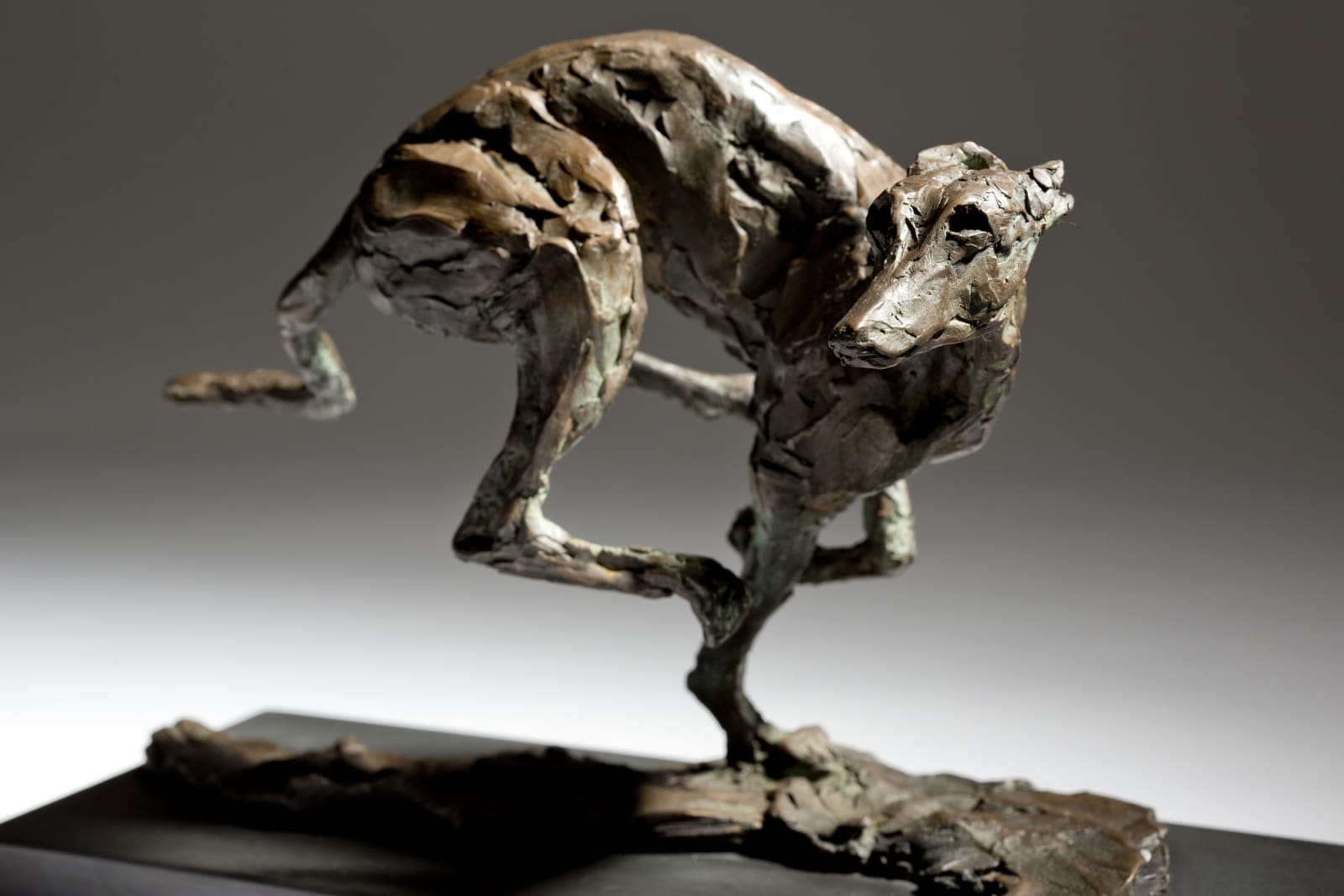Jane Shaw, Speed - Racing Greyhound