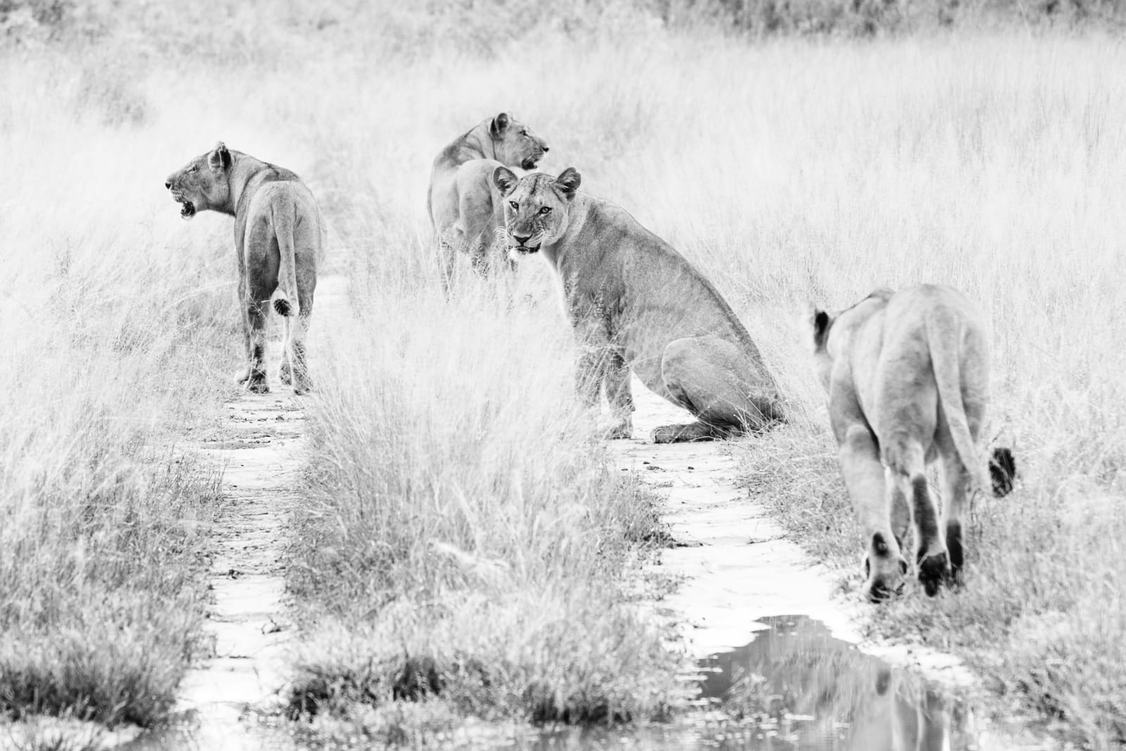 Charlie Dailey, Pride