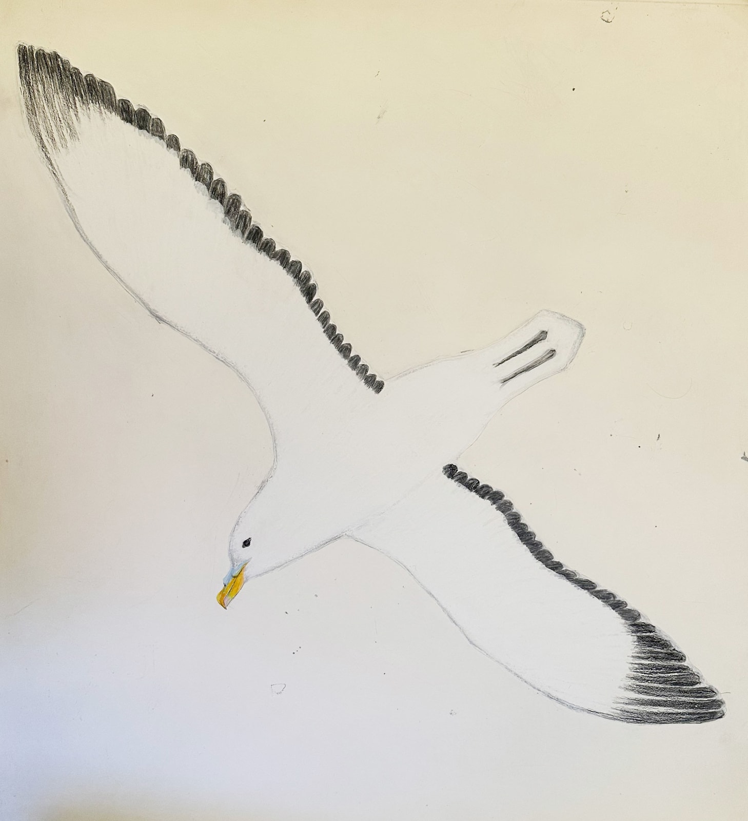 Kate Boxer, Fulmar (Unframed)