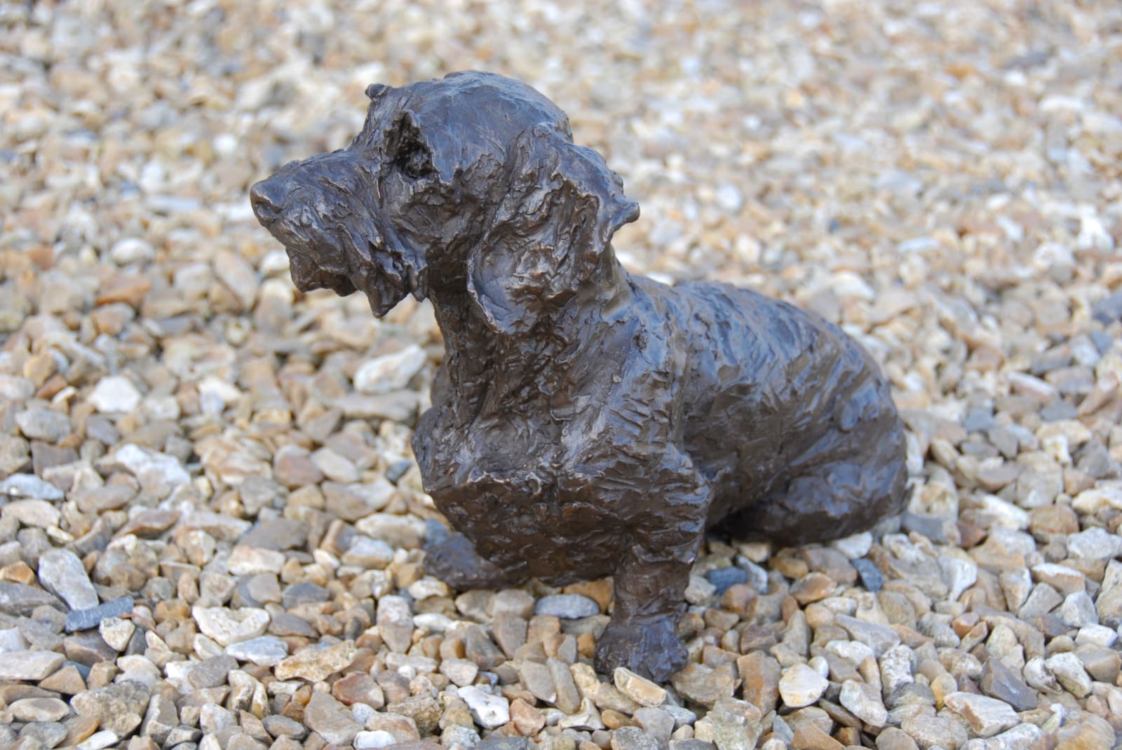 Rosemary Cook, Brillo - Wirehaired Dachshund