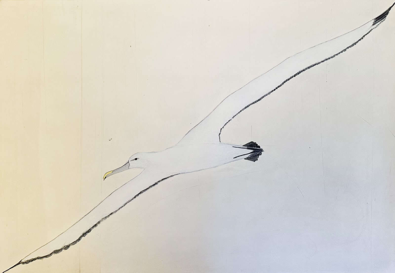 Kate Boxer, Albatross (Unframed)
