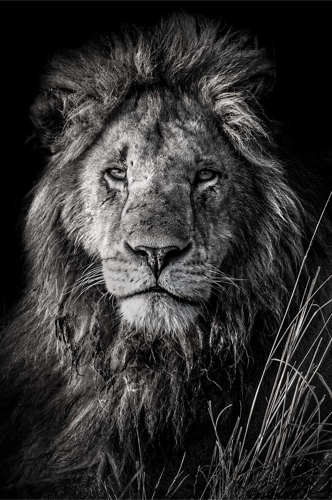 Riccardo Tosi, Simba