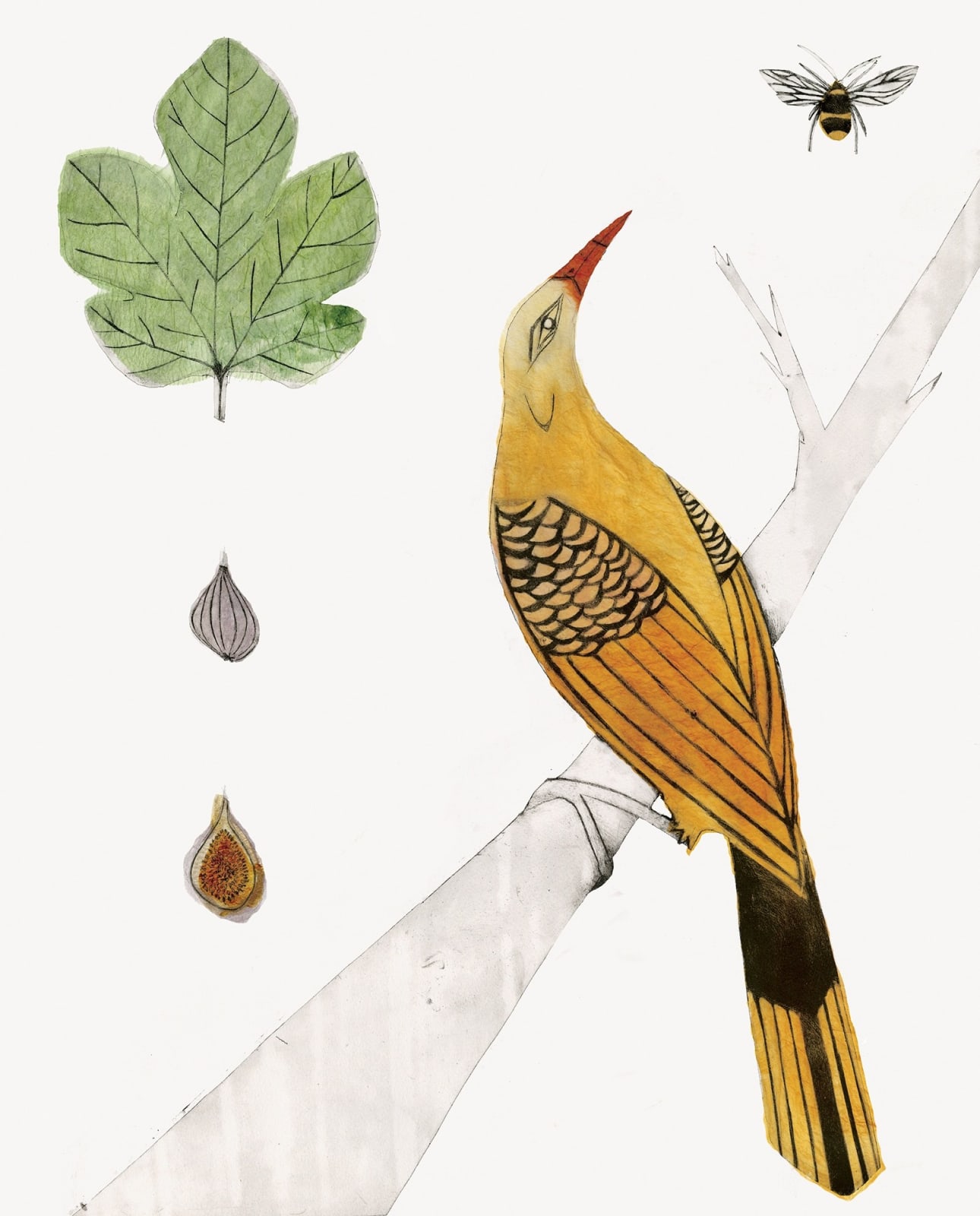 Beatrice Forshall, Golden Oriole (Unframed)