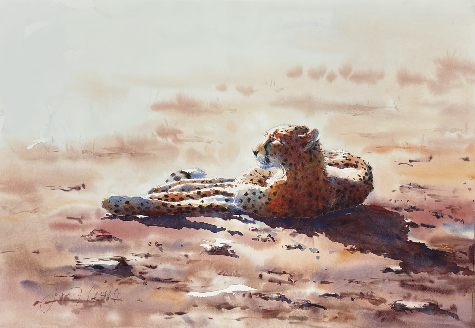 Julia Cassels, Siesta