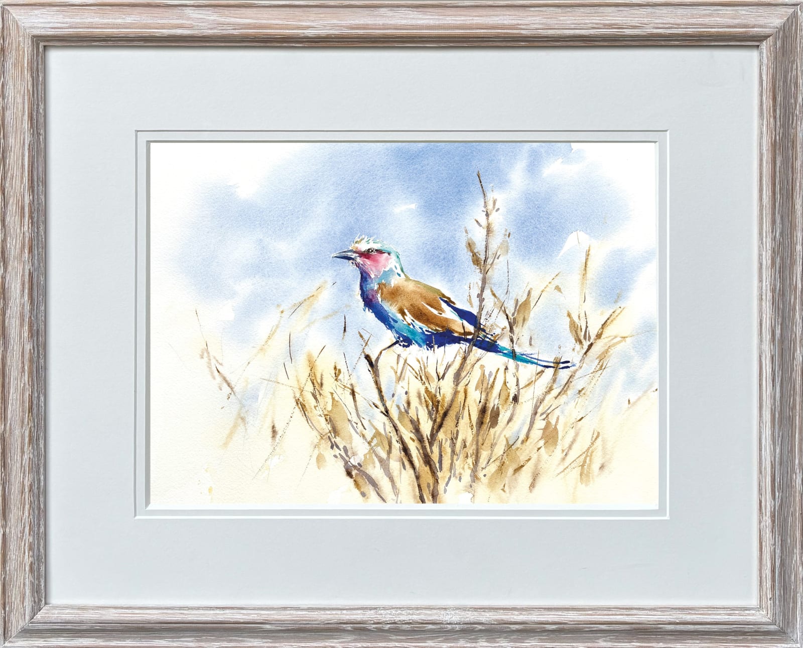 Julia Cassels, Lilac-Breasted Roller