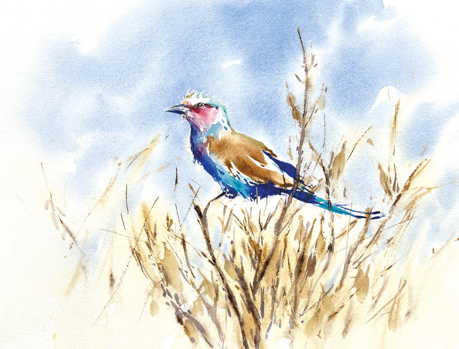 Julia Cassels, Lilac-Breasted Roller