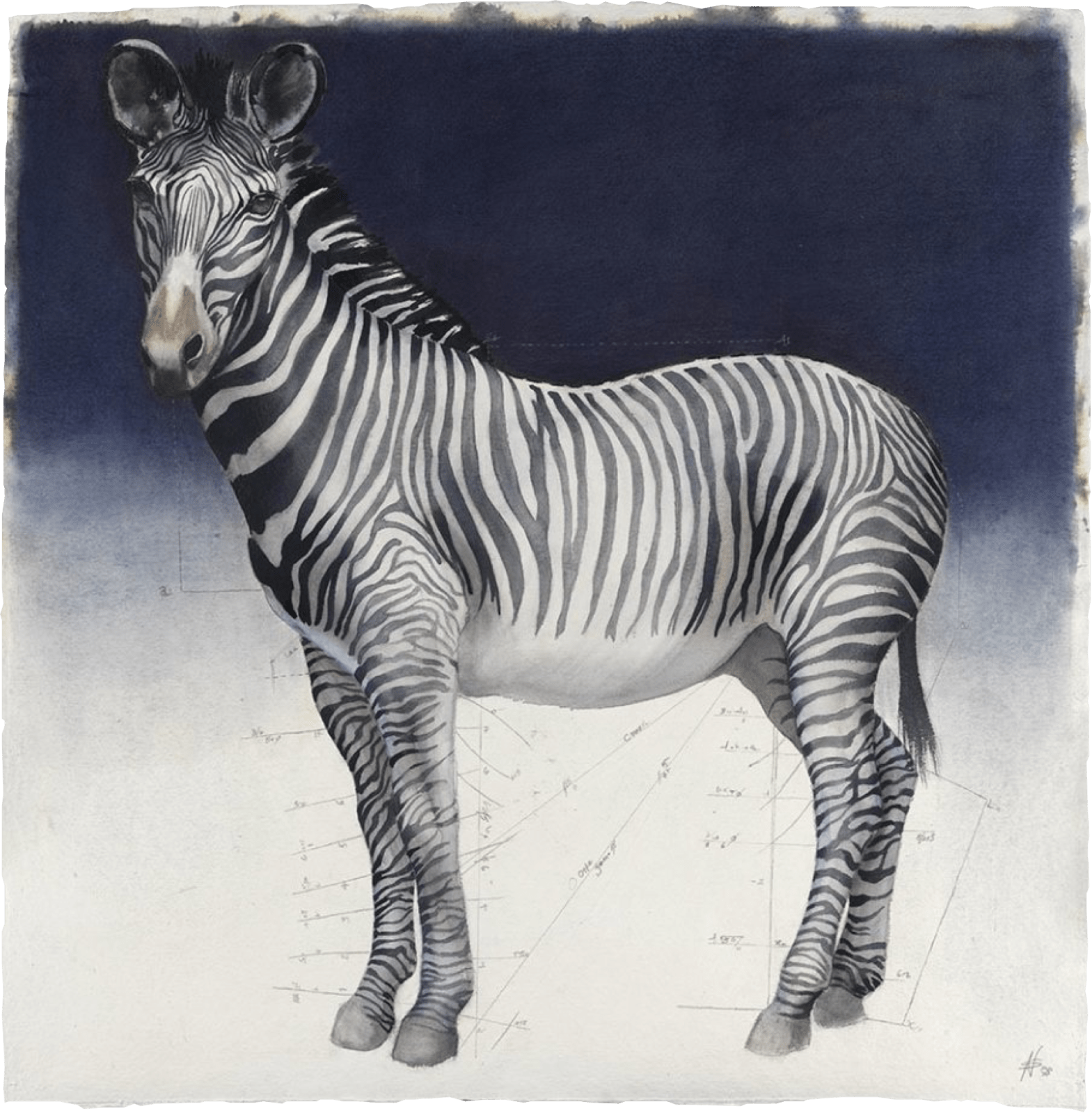 Nikki Stevens, Alzebra X (Hungerford Gallery)