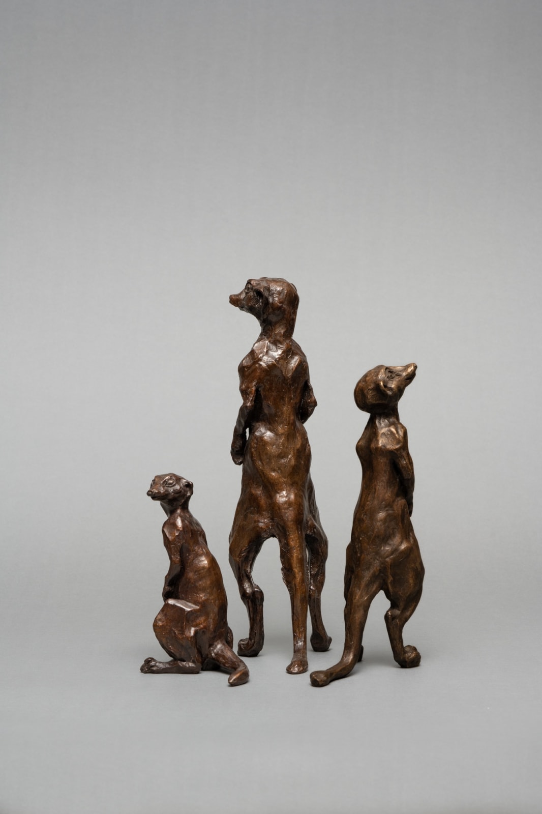 Julia Cassels, Mr Meerkat